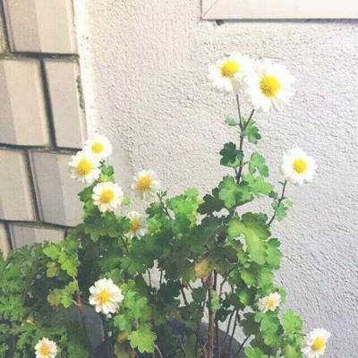大话仙侠官方版下载